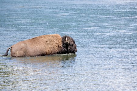 bison crossing the river in yellowstone national park, wyoming Stock Photo - Budget Royalty-Free & Subscription, Code: 400-04934782