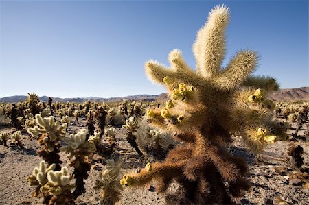 shrubs with thorns flower - cacti field under blue sky. cholla cactus in joshua tree national park, california. Stock Photo - Budget Royalty-Free & Subscription, Code: 400-04934844