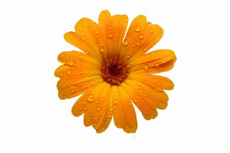 simsearch:400-04432314,k - macro of a yellow gerber daisy with water droplets on the petals Stock Photo - Budget Royalty-Free & Subscription, Code: 400-04934842