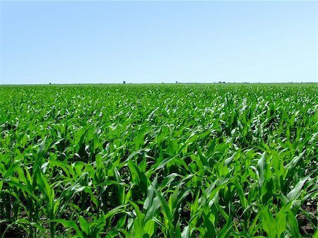 Large field of green corn Stock Photo - Budget Royalty-Free & Subscription, Code: 400-04934925