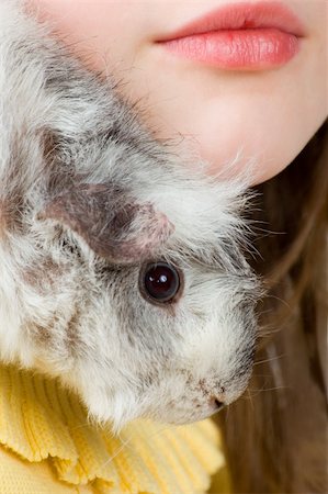 Guinea-pig  on a shoulder at the girl Stock Photo - Budget Royalty-Free & Subscription, Code: 400-04934937
