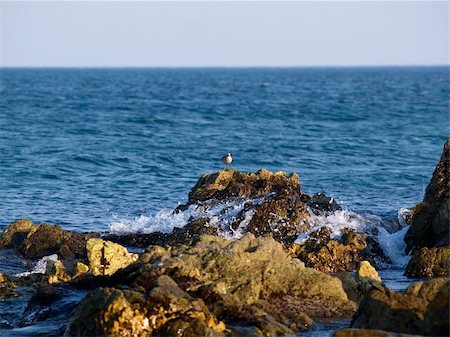 sea bird on the rock with wave Foto de stock - Royalty-Free Super Valor e Assinatura, Número: 400-04935095