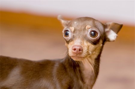 dog fear surprise - portrait of small chihuahua dog, focus on left eye Stock Photo - Budget Royalty-Free & Subscription, Code: 400-04935195