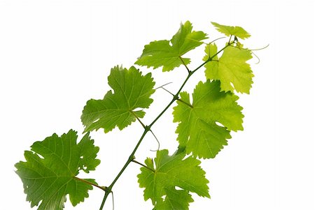 simsearch:400-05316991,k - Branch of grape vine on white background Photographie de stock - Aubaine LD & Abonnement, Code: 400-04935213