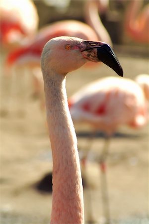 flamenco rosa - Close-up of pink flamingo with more birds in background Foto de stock - Super Valor sin royalties y Suscripción, Código: 400-04935362