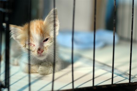 injured kitten rescued and now resting in a cage. Stock Photo - Budget Royalty-Free & Subscription, Code: 400-04935474
