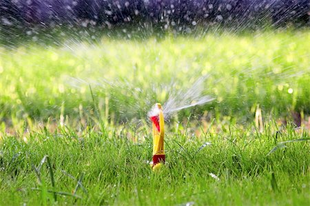 Water sprinkler on green lawn Foto de stock - Super Valor sin royalties y Suscripción, Código: 400-04936151