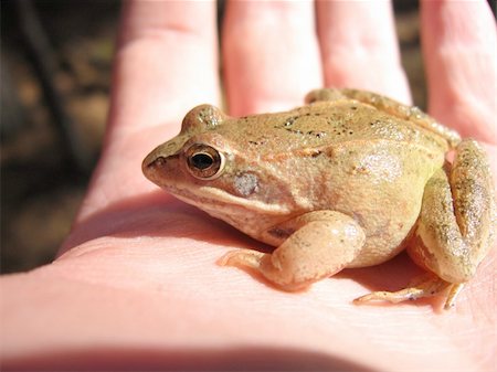 frog  sitting on a hand Stock Photo - Budget Royalty-Free & Subscription, Code: 400-04936517