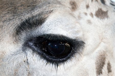 simsearch:400-08628372,k - Close up of a giraffes eye Foto de stock - Super Valor sin royalties y Suscripción, Código: 400-04936710