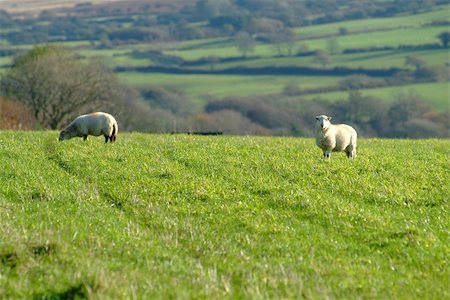 simsearch:400-05382792,k - a sheep on a green field or meadow Fotografie stock - Microstock e Abbonamento, Codice: 400-04937758