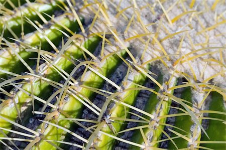 simsearch:400-07568826,k - Macro shot of a cactus Photographie de stock - Aubaine LD & Abonnement, Code: 400-04937810