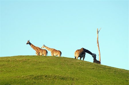 simsearch:400-04348140,k - Group of Giraffes on the horizon Foto de stock - Royalty-Free Super Valor e Assinatura, Número: 400-04937872