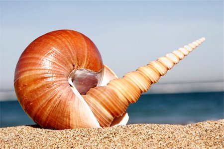 Two seashells on sandy beach with blue background Stock Photo - Budget Royalty-Free & Subscription, Code: 400-04937947