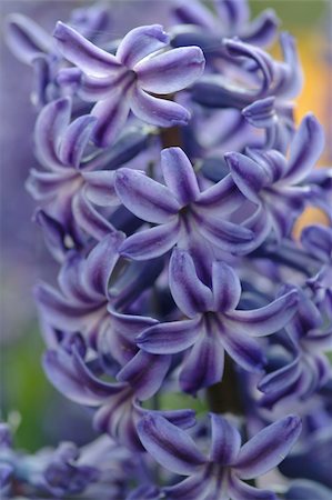 simsearch:400-05125270,k - violet blossom in close up view Stock Photo - Budget Royalty-Free & Subscription, Code: 400-04937943
