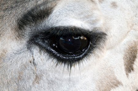 simsearch:400-08628372,k - Close up of a giraffes eye Foto de stock - Super Valor sin royalties y Suscripción, Código: 400-04938013