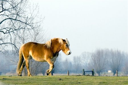 simsearch:400-06089269,k - a brown horse walking on farmland Foto de stock - Super Valor sin royalties y Suscripción, Código: 400-04938094