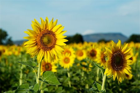 simsearch:400-05362449,k - Sunflower field in Thailand. Photographie de stock - Aubaine LD & Abonnement, Code: 400-04938148