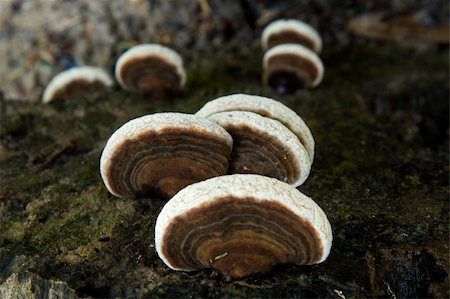 puffball - Wild mushrooms in the tropical forest Thailand Foto de stock - Super Valor sin royalties y Suscripción, Código: 400-04938154