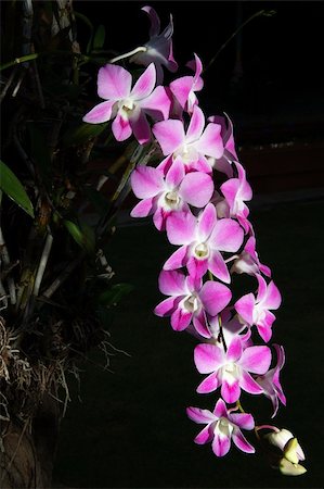 dendrobium orchid - A bunch of beauty pink orchid  in the dark background. Stock Photo - Budget Royalty-Free & Subscription, Code: 400-04938153