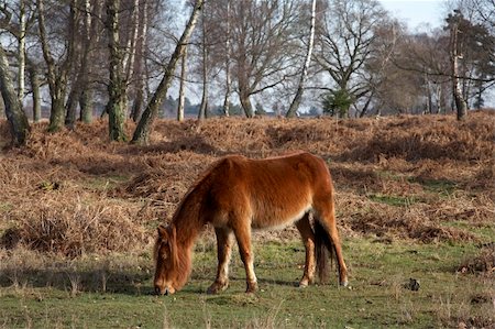 equus ferus - new forest pony bishops dyke near lyndhurst hampshire england uk taken in february 2007 Stock Photo - Budget Royalty-Free & Subscription, Code: 400-04938332