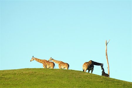 simsearch:400-04348140,k - Group of Giraffes on the horizon Foto de stock - Royalty-Free Super Valor e Assinatura, Número: 400-04938456