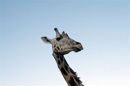 simsearch:400-08628372,k - Close up shot of a giraffe Foto de stock - Super Valor sin royalties y Suscripción, Código: 400-04938457