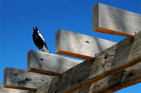 black and white bird sitting on logs, garden detail photo Foto de stock - Super Valor sin royalties y Suscripción, Código: 400-04938488