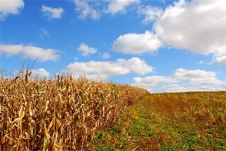 Rural landscape with blue cloudy sky and corn Stock Photo - Budget Royalty-Free & Subscription, Code: 400-04938618