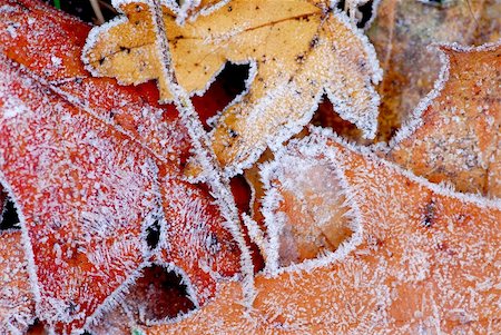 Macro of autumn leaves on the ground covered with morning frost Stock Photo - Budget Royalty-Free & Subscription, Code: 400-04938611