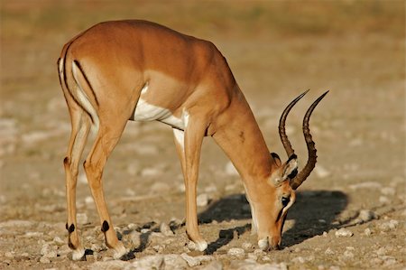 simsearch:400-07430708,k - A male black-faced impala (Aepyceros melampus petersi), Etosha National Park, Namibia Stock Photo - Budget Royalty-Free & Subscription, Code: 400-04939064