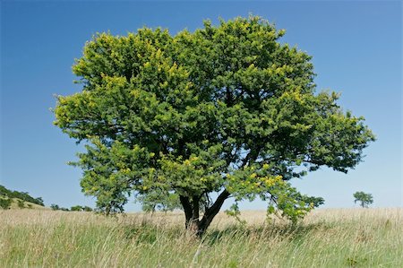 simsearch:400-04470445,k - African landscape with an African Acacia tree (Acacia natalitia), South Africa Stockbilder - Microstock & Abonnement, Bildnummer: 400-04939066