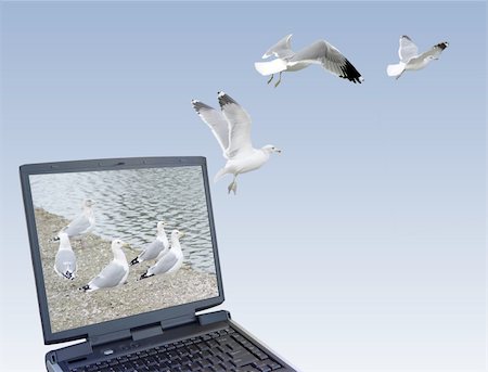 Computer generated image of seagulls flying out of the laptop. Stock Photo - Budget Royalty-Free & Subscription, Code: 400-04939177