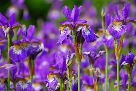 simsearch:400-04439518,k - Beautiful purple irises blooming in spring time Stock Photo - Budget Royalty-Free & Subscription, Code: 400-04939193