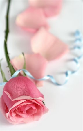 simsearch:400-03941928,k - Pink rose Photographie de stock - Aubaine LD & Abonnement, Code: 400-04939355