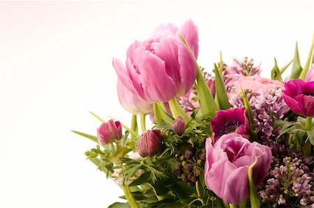 simsearch:400-04418407,k - Tulip, Anemone, Lilac & Berries against a plain background Stockbilder - Microstock & Abonnement, Bildnummer: 400-04939551