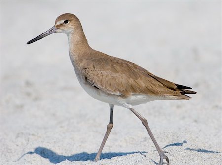 A young Willet taking a leisurely stroll on the beach in Florida Photographie de stock - Aubaine LD & Abonnement, Code: 400-04939573