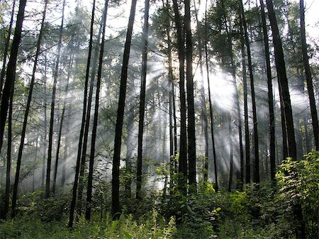 paha_l (artist) - sun streaming through trees in the woods Stockbilder - Microstock & Abonnement, Bildnummer: 400-04939809