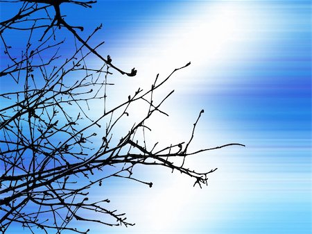 solitaire - Detailed Tree Branches Stock Photo - Budget Royalty-Free & Subscription, Code: 400-04939860