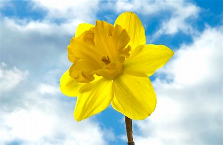 simsearch:400-04031781,k - daffodil against cloudy sky Stock Photo - Budget Royalty-Free & Subscription, Code: 400-04939894