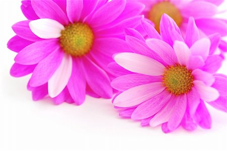 simsearch:400-03911104,k - Closeup of pink flower blossoms on white background Photographie de stock - Aubaine LD & Abonnement, Code: 400-04939963