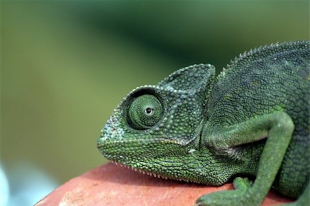 simsearch:400-04000990,k - Green Chameleon Stock Photo - Budget Royalty-Free & Subscription, Code: 400-04939977