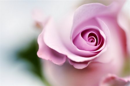 felinda (artist) - close-up of pink rose, shallow DOF Photographie de stock - Aubaine LD & Abonnement, Code: 400-04931984
