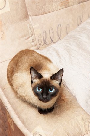 siamese cat on the background of analogous color. Photographie de stock - Aubaine LD & Abonnement, Code: 400-04932077
