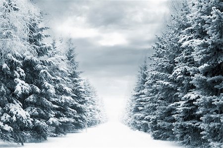 simsearch:400-06630408,k - cold and snowy winter road with blue evergreens and grey clouded skies Foto de stock - Royalty-Free Super Valor e Assinatura, Número: 400-04932079