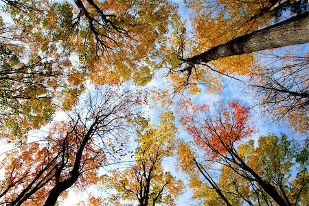 simsearch:400-04436466,k - Tops of colorful fall trees on blue sky background Stock Photo - Budget Royalty-Free & Subscription, Code: 400-04932381