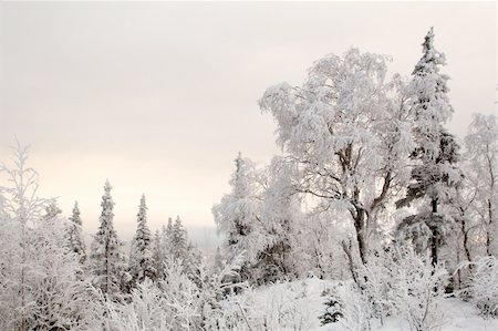 simsearch:400-06132731,k - Wonderland quiet winter frozen forest. Pastel colors. Stock Photo - Budget Royalty-Free & Subscription, Code: 400-04932692