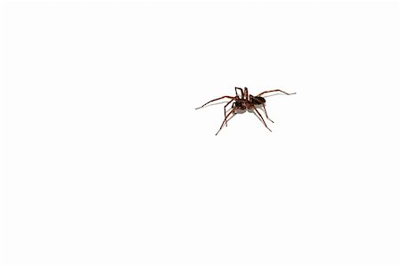 simsearch:400-04000691,k - An isolated closeup picture of a spider Foto de stock - Royalty-Free Super Valor e Assinatura, Número: 400-04932715