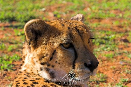 Cheetah Head close up Stock Photo - Budget Royalty-Free & Subscription, Code: 400-04932839
