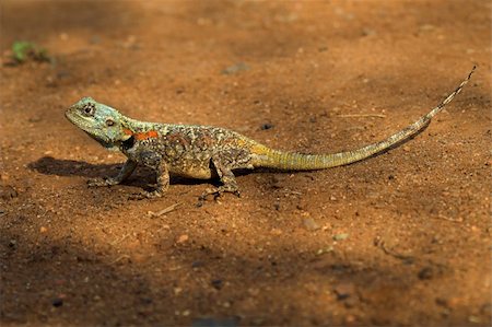 simsearch:400-04932955,k - Close up shot of a colourful lizard Stock Photo - Budget Royalty-Free & Subscription, Code: 400-04932955