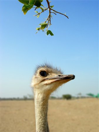 ostrich Stock Photo - Budget Royalty-Free & Subscription, Code: 400-04933724